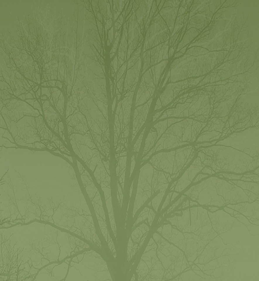 tree009007.jpg